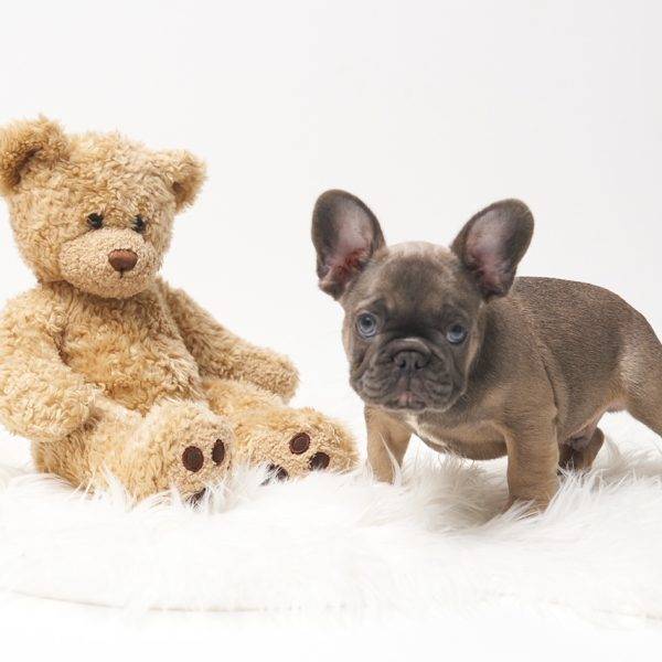 Frank – Blue Fawn French Bulldog