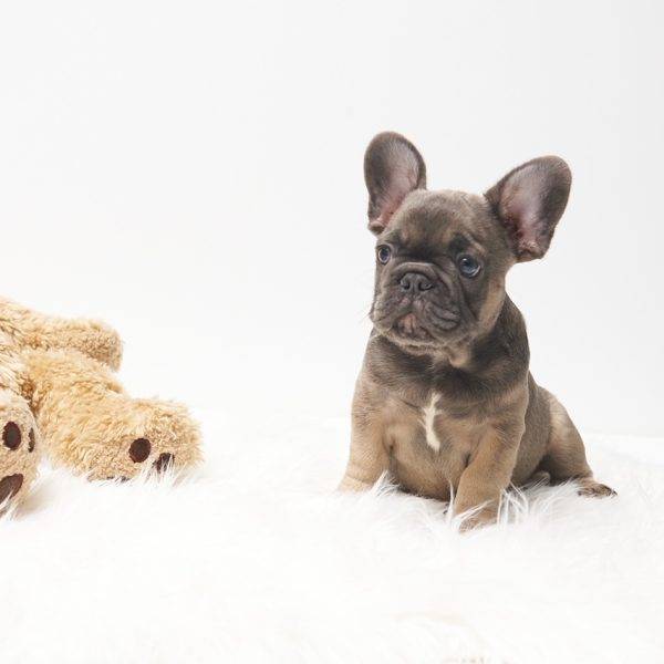 Frank – Blue Fawn French Bulldog
