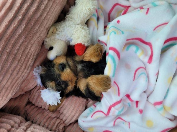 Nikki- Teacup Yorkie (copy)