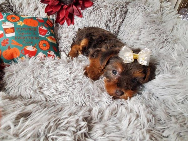 Nikki - Teacup Yorkie Female
