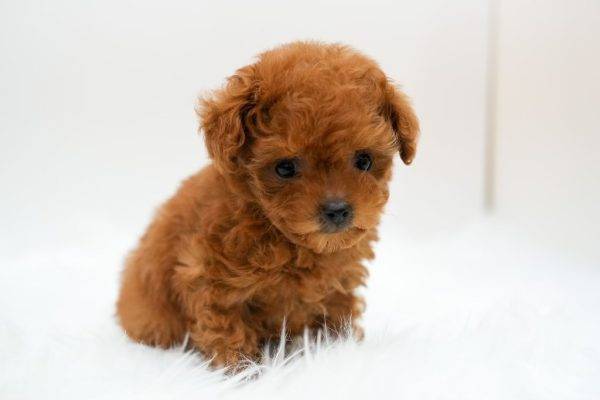 Teddy - Teacup Poodle - Puppy Therapy LLC