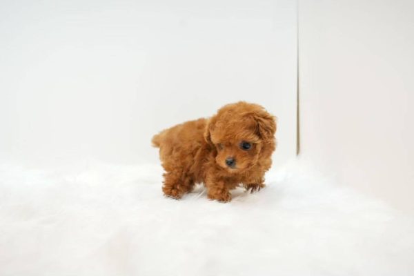 Athena – Teacup Toy Maltipoo Female