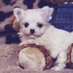 Teacup Maltese Pups