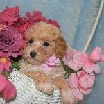 Trixie – Tiny Toy Poodle