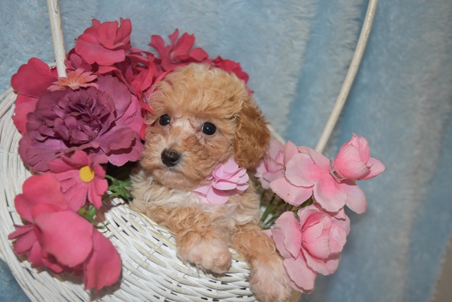 Trixie – Tiny Toy Poodle