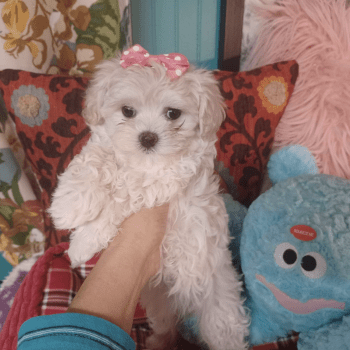 Murphy – Tiny Toy Maltese