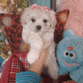 Murphy – Tiny Toy Maltese