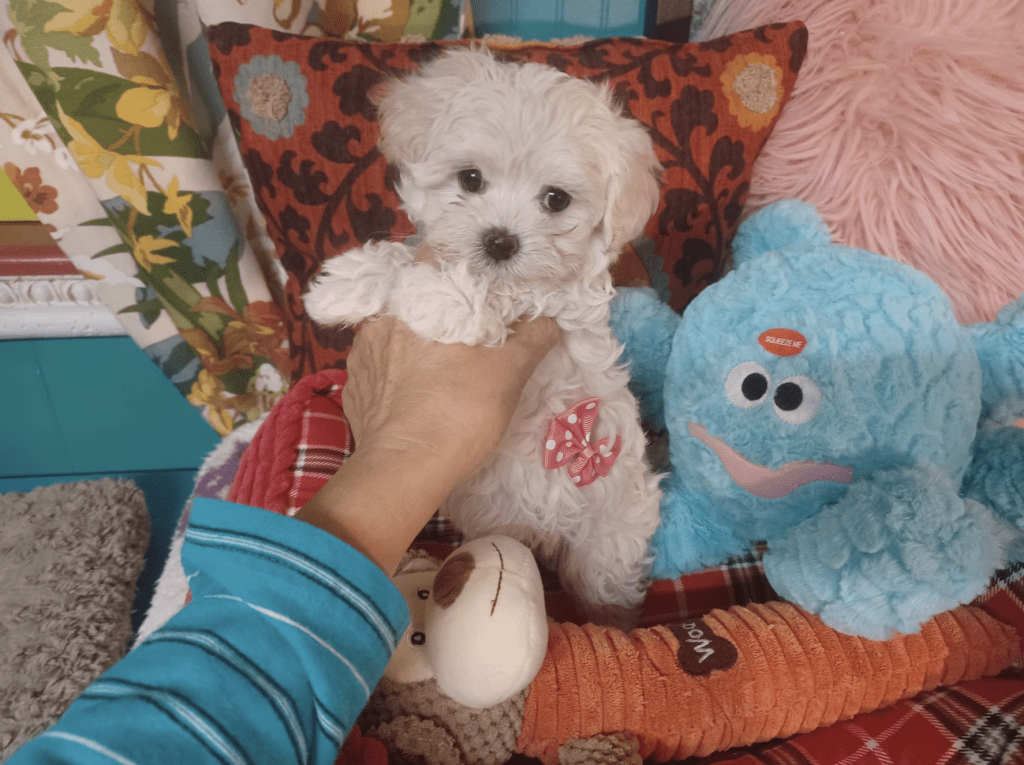 Murphy – Tiny Toy Maltese