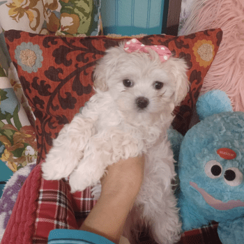 Murphy – Tiny Toy Maltese