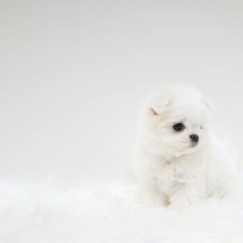 Melody – Tiny Toy Maltese