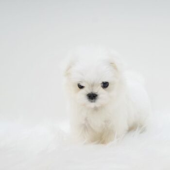 Melody – Tiny Toy Maltese