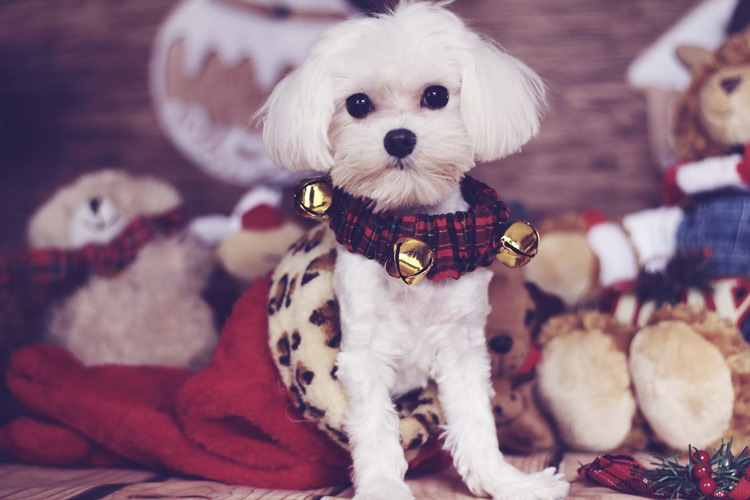 Your Complete Guide: Teacup Maltese