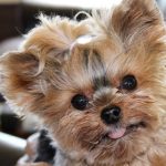 teacup yorkies