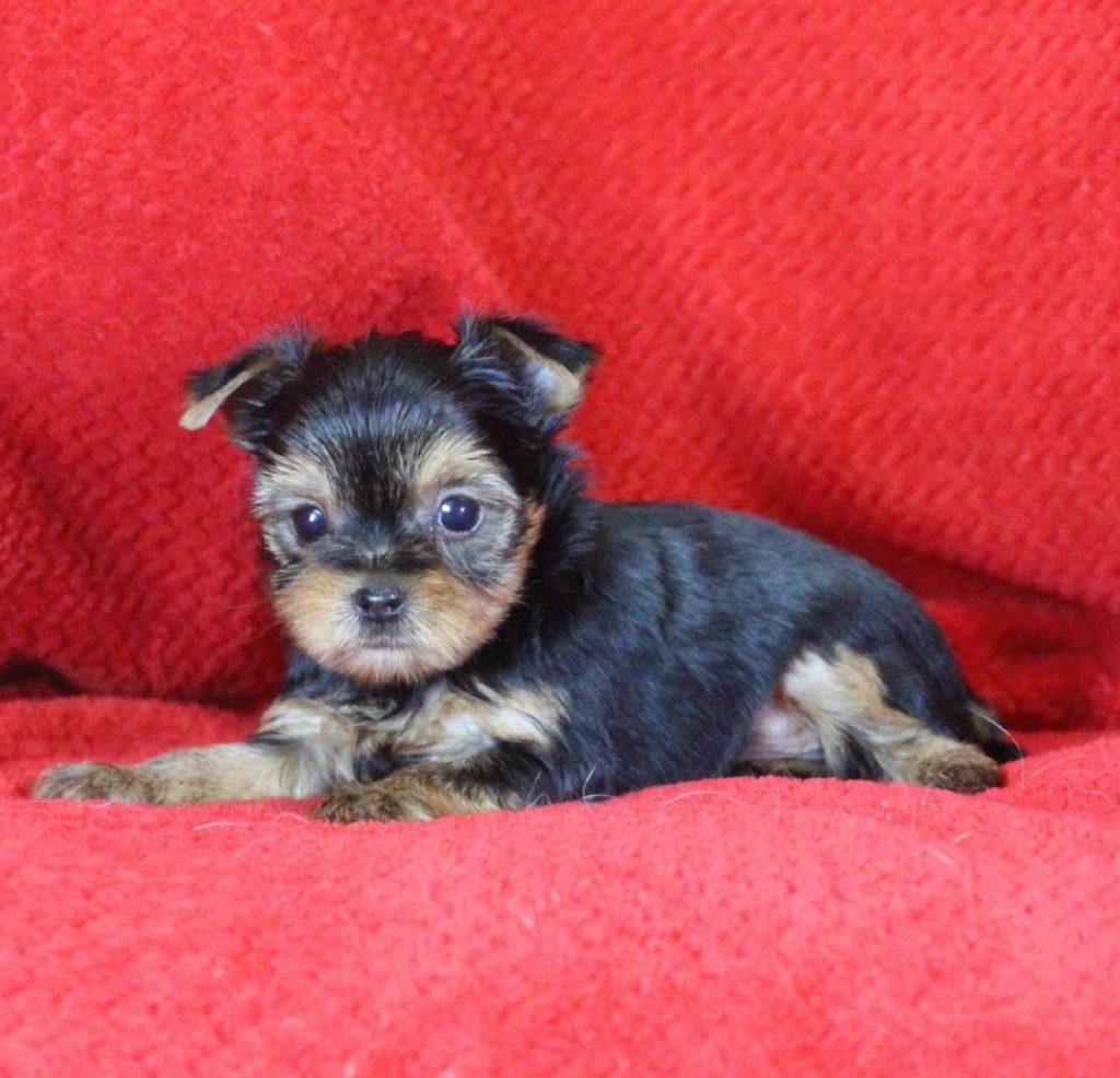 Adorable Teacup Toy Yorkie Limited Edition Available!