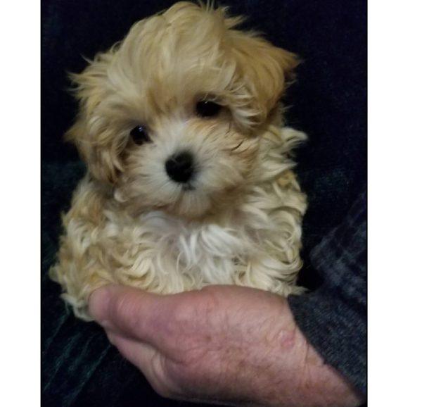 Appleton – Tiny Toy Maltipoo