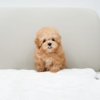 Toby - Tiny Toy Poodle