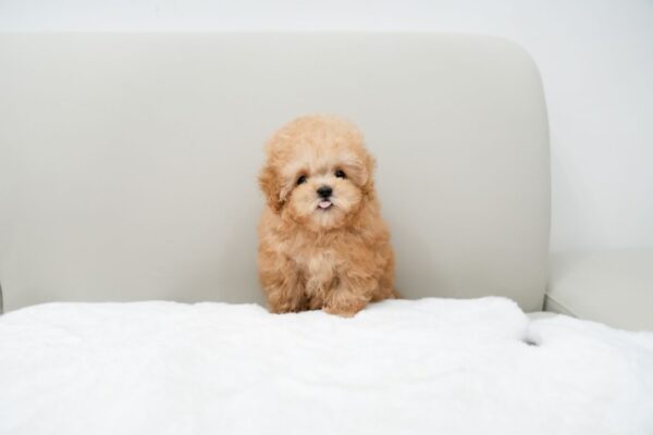 Toby - Tiny Toy Poodle