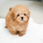 Toby - Tiny Toy Poodle