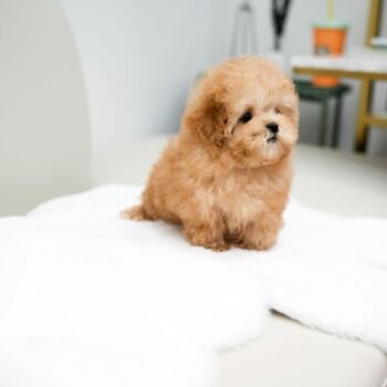 Toby - Tiny Toy Poodle