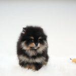 Paris – Teacup Pomeranian