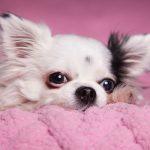 5 Teacup Puppy Breeds To Know About