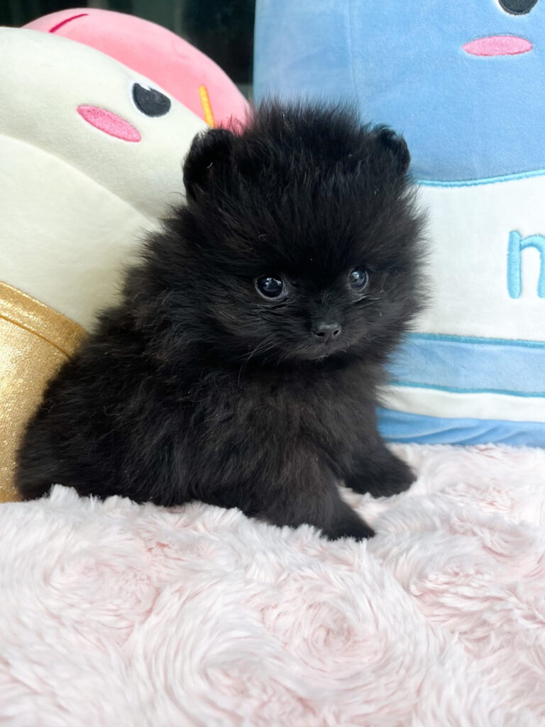 Adorable Micro Teacup Pomeranian Puppy - Reliable Breeder