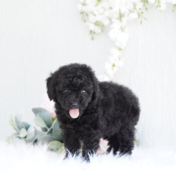 Tank- Tiny Toy Poodle