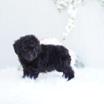 Tank- Tiny Toy Poodle