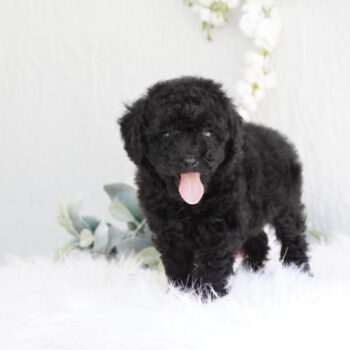 Tank- Tiny Toy Poodle