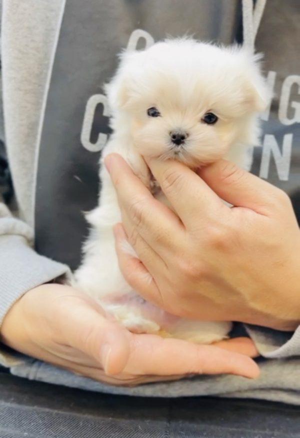 Maple- Teacup Maltese Girly