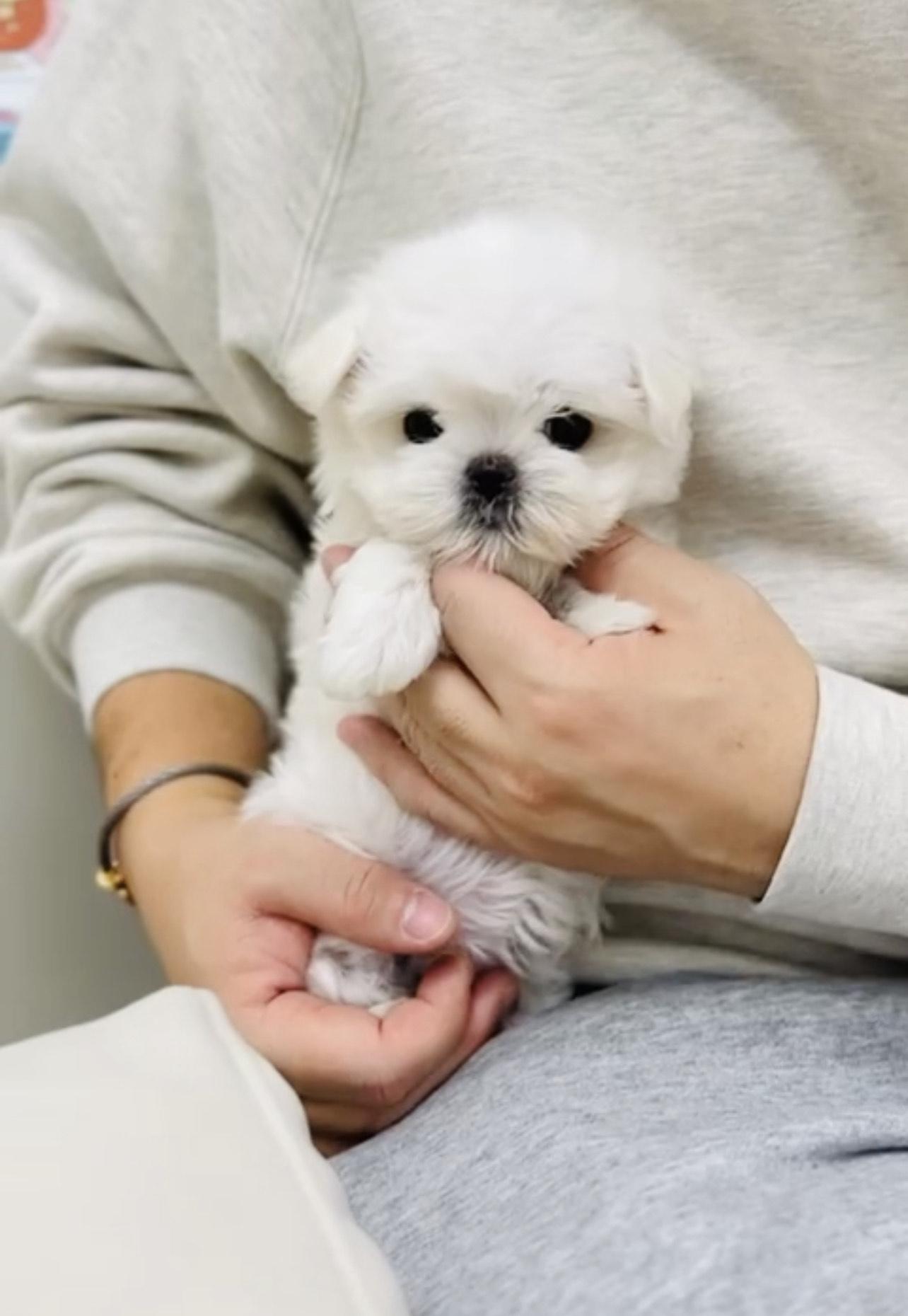 Mina- Micro Maltese