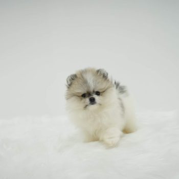 Pacco - Teacup Pomeranian