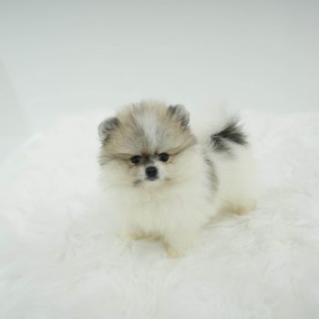 Pacco - Teacup Pomeranian