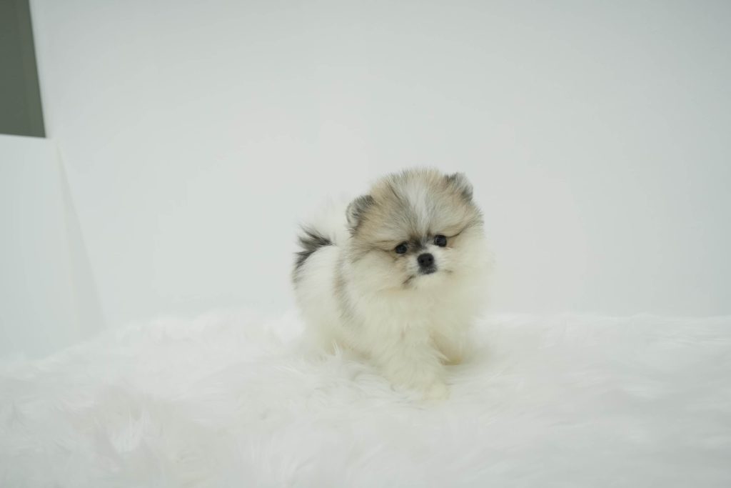 Pacco - Teacup Pomeranian