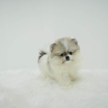 Pacco - Teacup Pomeranian