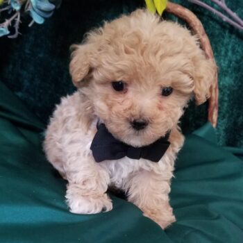 Ace – Tiny Toy Maltipoo