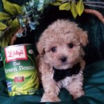 Ace – Tiny Toy Maltipoo