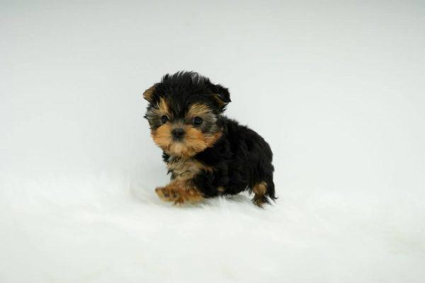 Nano- Micro Teacup Yorkie