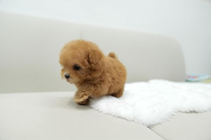 Timmy - Tiny Toy Black Poodle