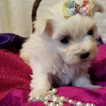 Mindy – Tiny Toy Maltese