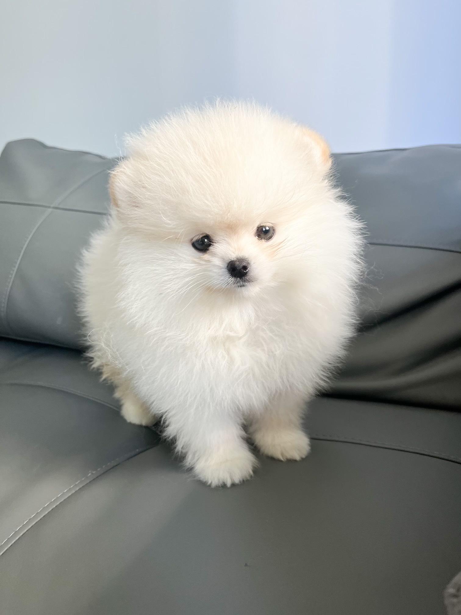 Perry Teacup Pomeranian Puppy Therapy LLC