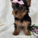 Norma - Teacup Toy Yorkie