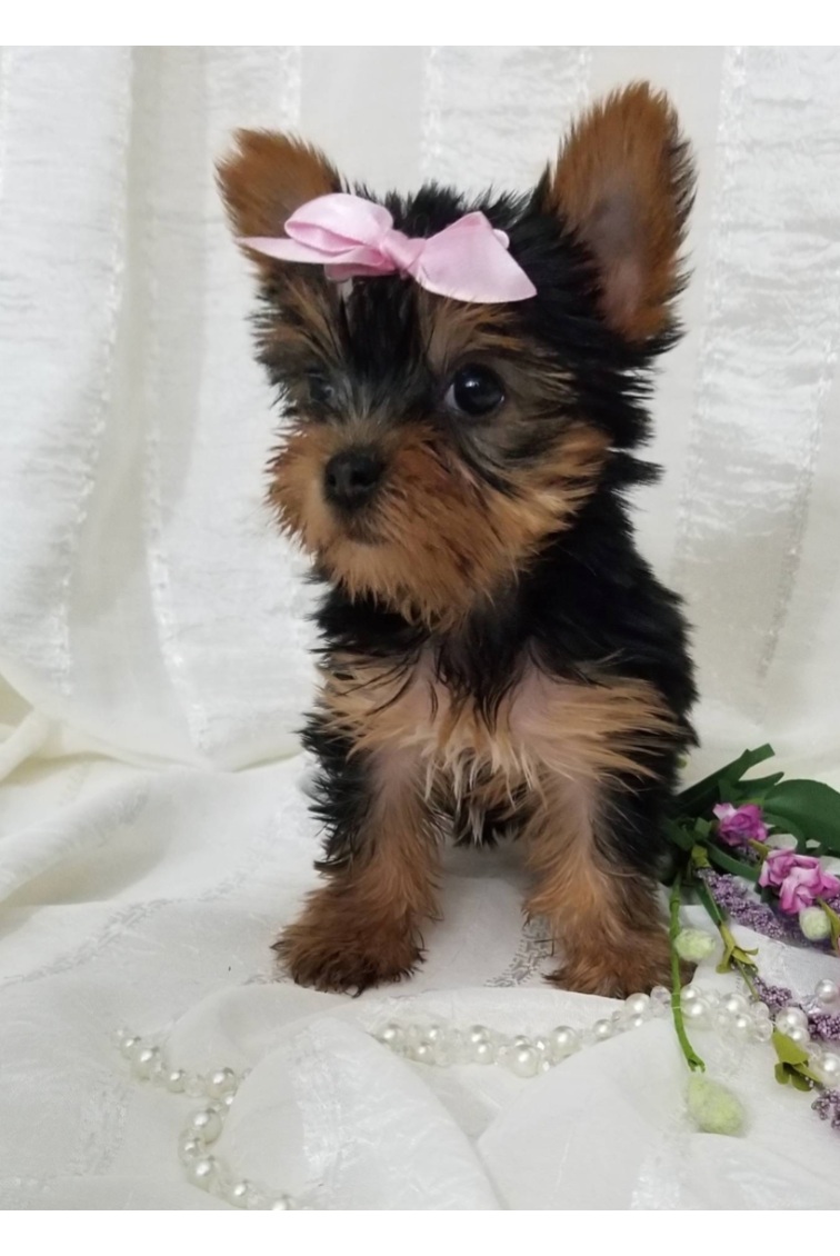 Norma - Teacup Toy Yorkie