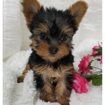 Norma - Teacup Toy Yorkie