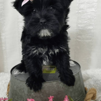 Angel - Tiny Toy Morkie