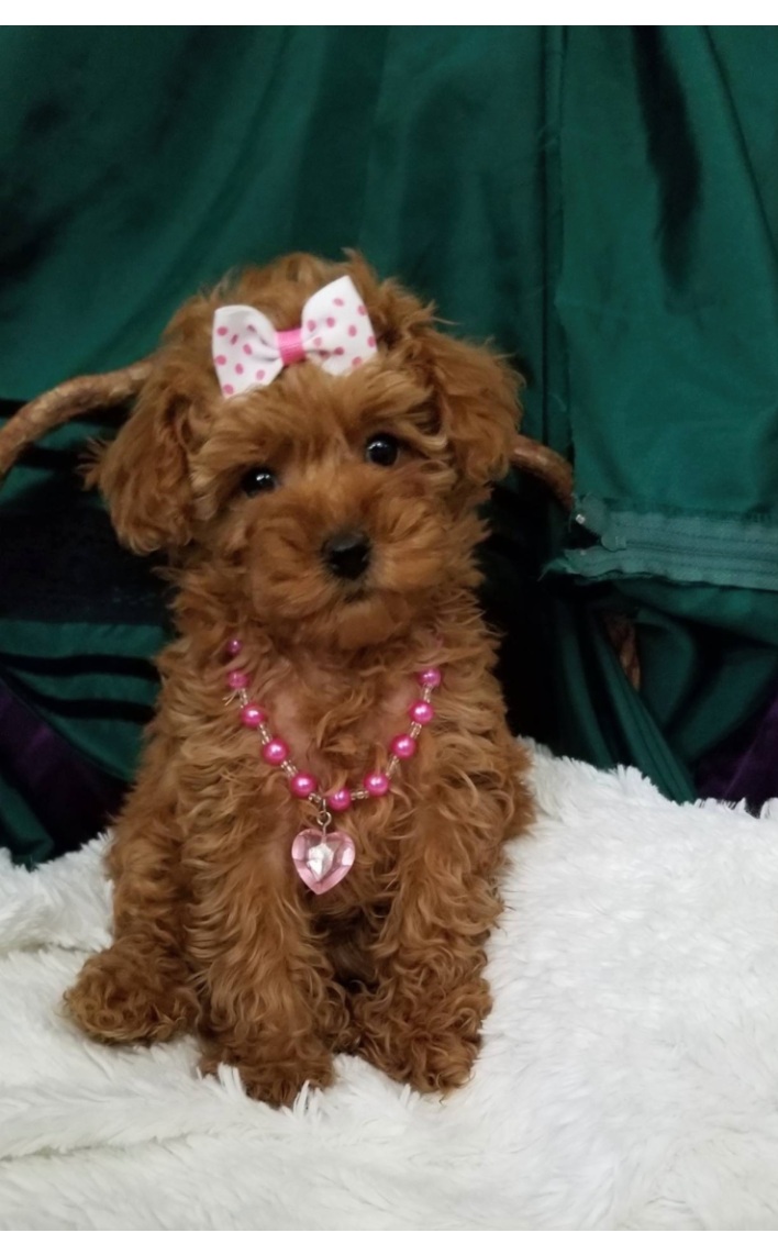 Trudy - Tiny Toy Poodle
