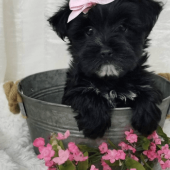 Angel - Tiny Toy Morkie