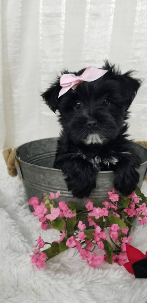 Angel - Tiny Toy Morkie