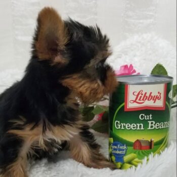 Norma - Teacup Toy Yorkie