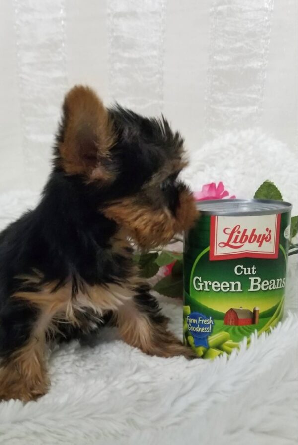 Norma - Teacup Toy Yorkie